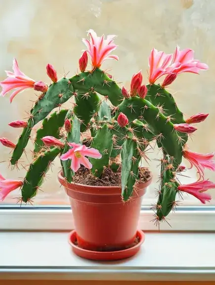 Christmas Cactus