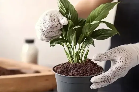 A person wearing white gloves repotting a peace lily plant into fresh soil inside a black pot.