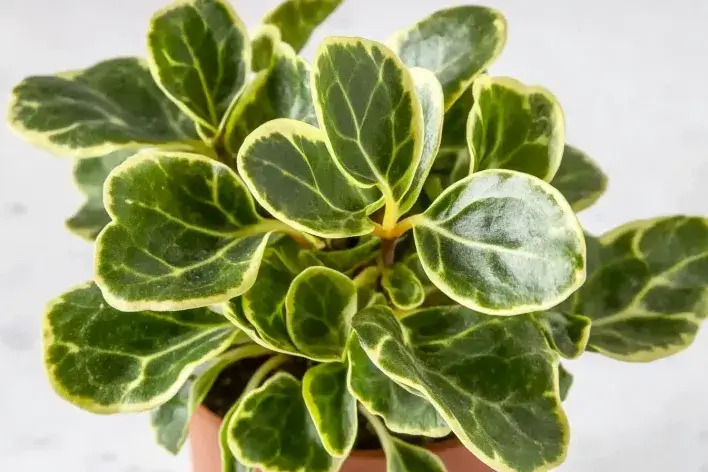 Peperomia