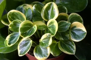 Peperomia