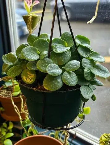 Peperomia