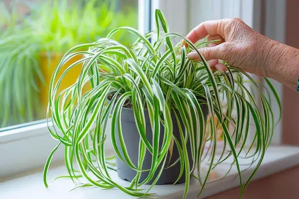 A vibrant spider plant in a black pot placed on a sunny windowsill with a hand tending to its leaves.