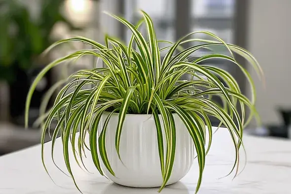 A lush spider plant in a modern white pot displayed on a bright indoor table.