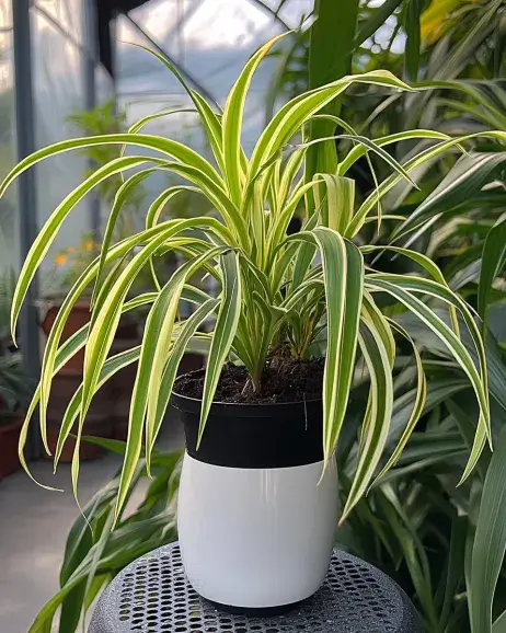 A vibrant spider plant in a white and black pot placed on a garden stool in a greenhouse.